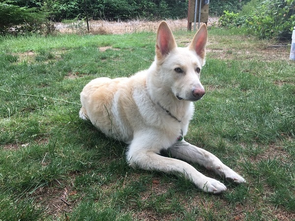 joel's dog cooper