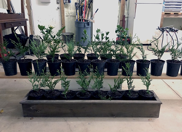 arborvitaes