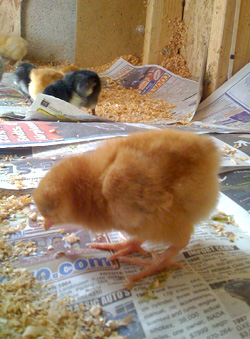 baby chick
