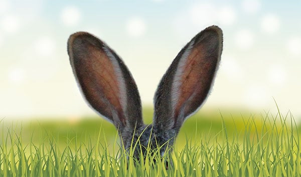 bunny ears