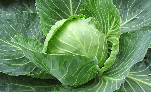 cabbage