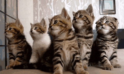cat robots