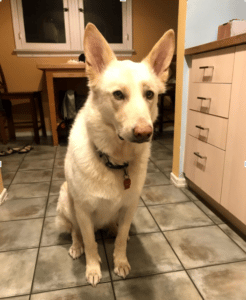 joel's dog cooper looks at the camera