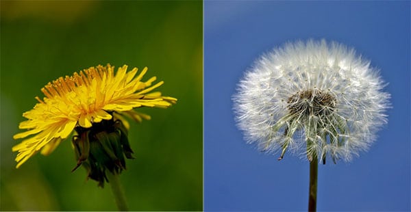 dandelion transformation