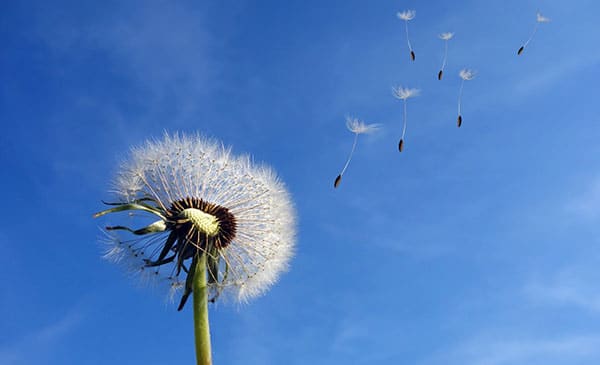 dandelion in the wind
