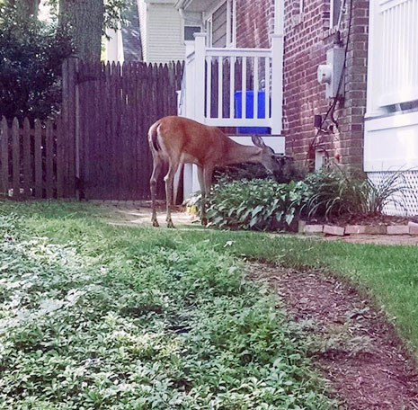 deer friend