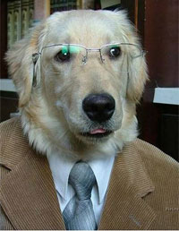 dog in suit