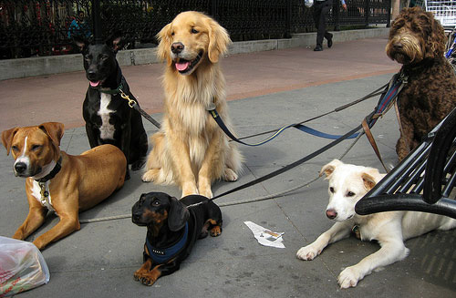 dog walking