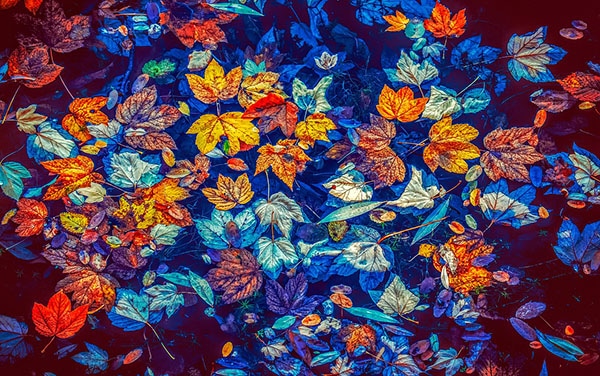 fall leaves in water