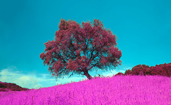 fire fields
