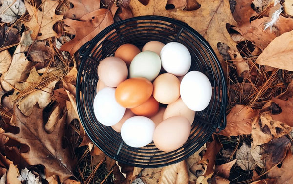 fresh farm eggs
