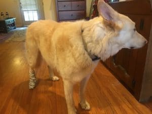 cooper's back leg is taped up after an injury