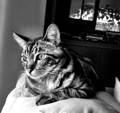 kitty nugget