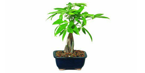 money tree bonsai