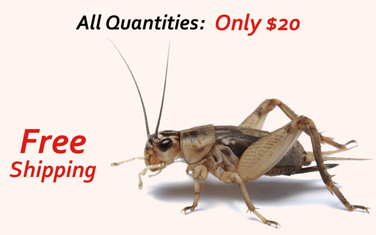 online crickets for sale