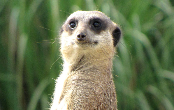 overheard meerkat