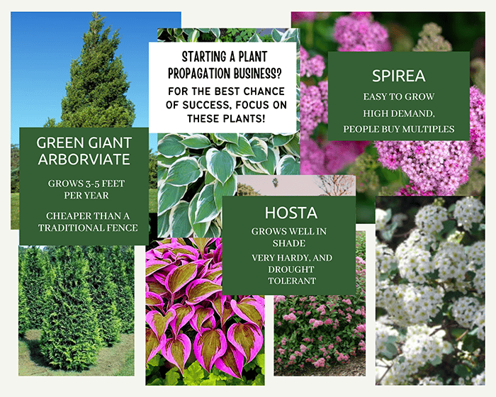 plant propagation starter trees