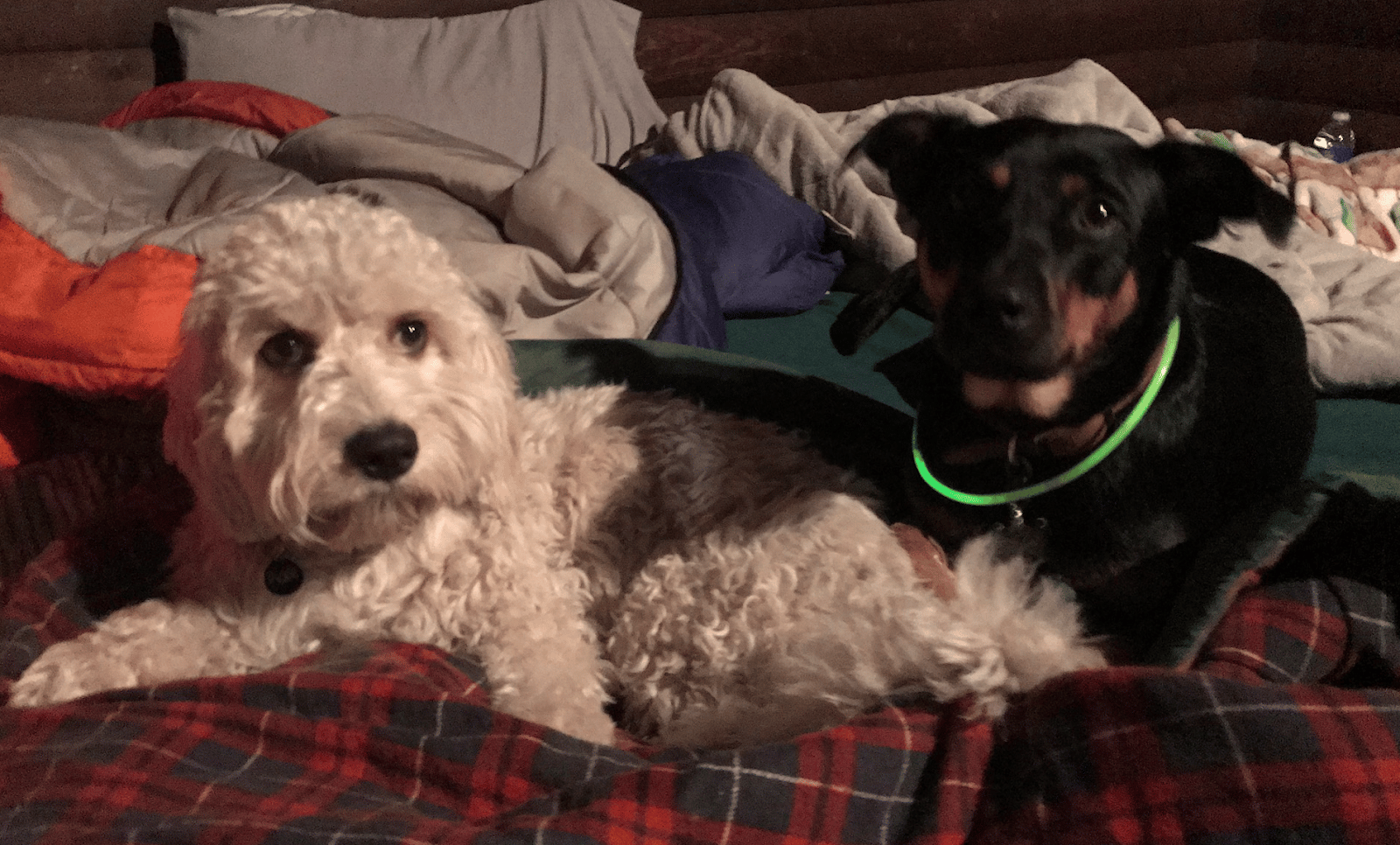 two dogs on a bed