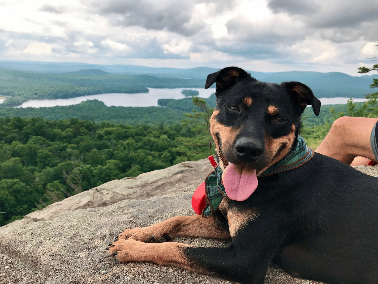 happy dog on a hike