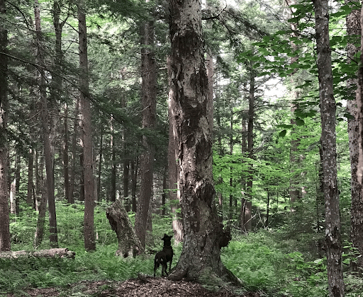 dog smelling tree