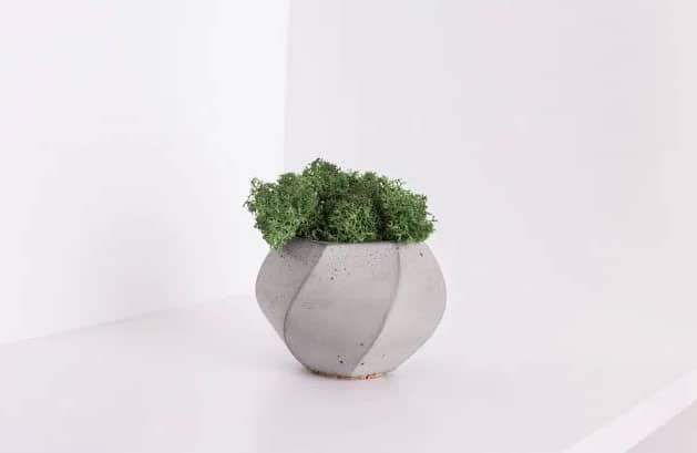 single plant