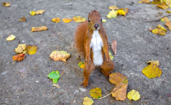 squirrel saver