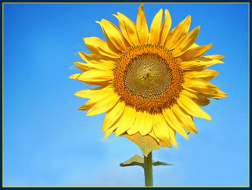 sunflower