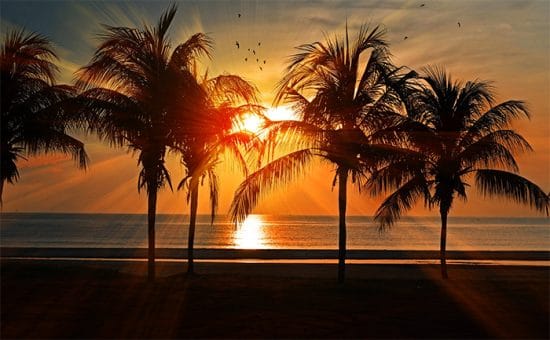 sunrise palm trees