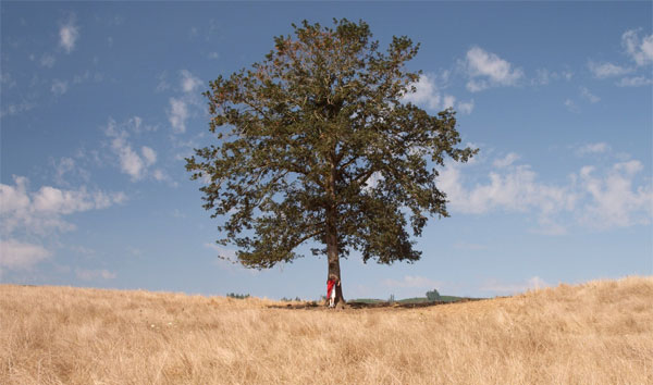 wise old tree