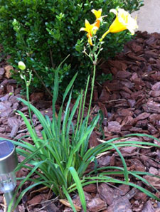 yellow flower